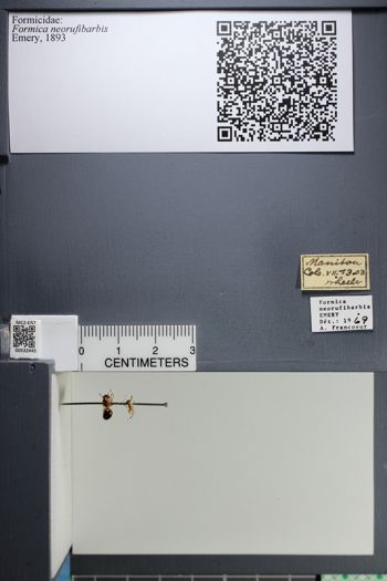 Media type: image;   Entomology 532445